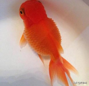 鱼肚子鼓胀怎么急救 导致鱼肚子鼓胀的原因有哪些