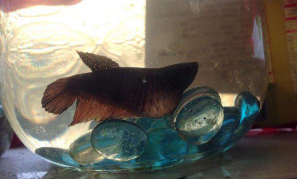 鱼肚子鼓胀怎么急救