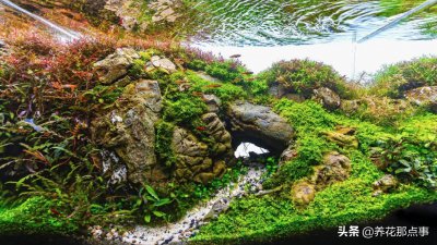 鱼池里的绿藻怎么清除 绿藻的产生原因以及去除方法