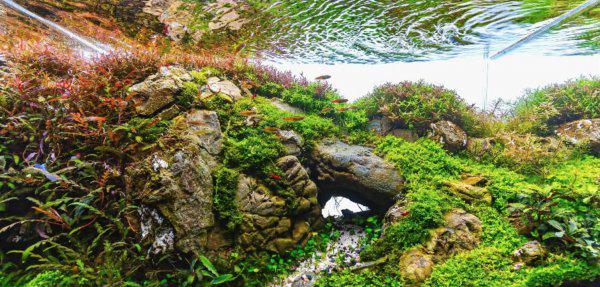 鱼池里的绿藻怎么清除