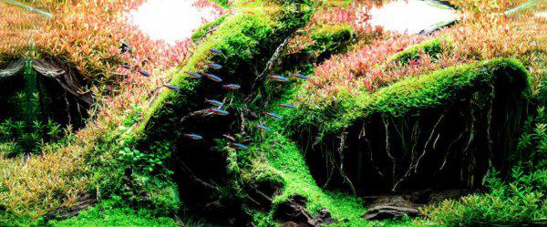 鱼池里的绿藻怎么清除