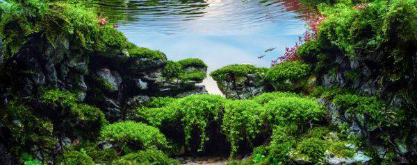 鱼池里的绿藻怎么清除