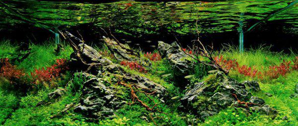 鱼池里的绿藻怎么清除