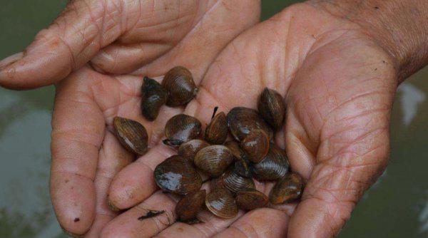 鱼池里的绿藻怎么清除