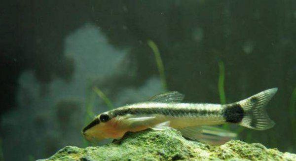 鱼池里的绿藻怎么清除