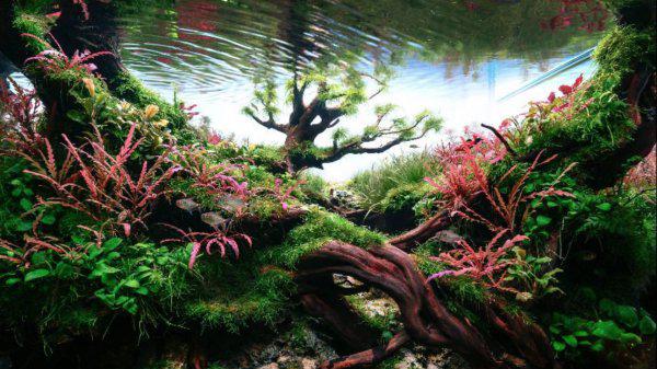 鱼池里的绿藻怎么清除