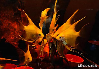 燕鱼水温多少度合适 新手养燕鱼要求水温多少度为好