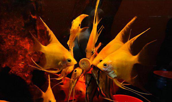 燕鱼水温多少度合适