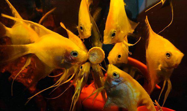 燕鱼水温多少度合适