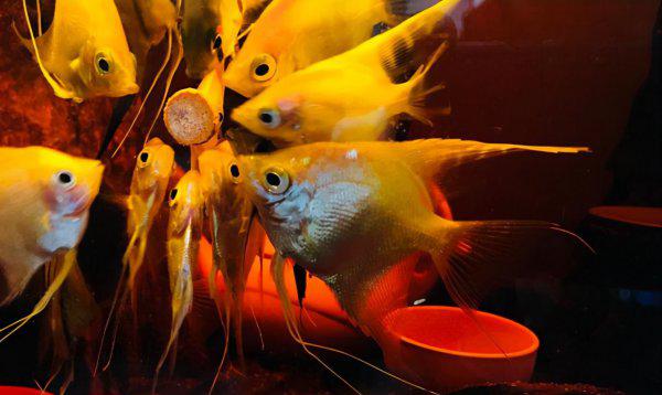 燕鱼水温多少度合适