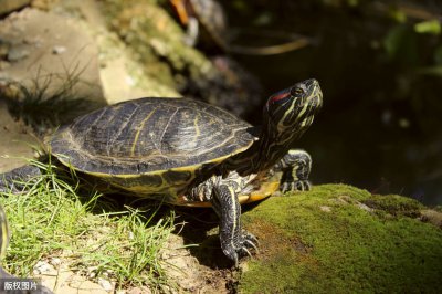 小巴西龟怎么养最好 新手养巴西龟需要注意什么问题