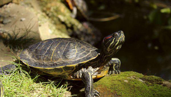 小巴西龟怎么养最好