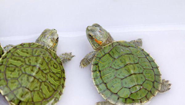 小巴西龟怎么养最好