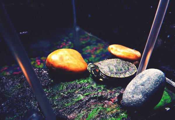 小巴西龟怎么养最好