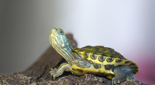 小巴西龟怎么养最好