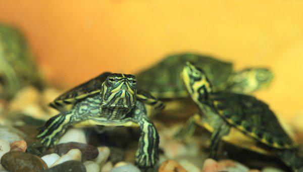 小巴西龟怎么养最好