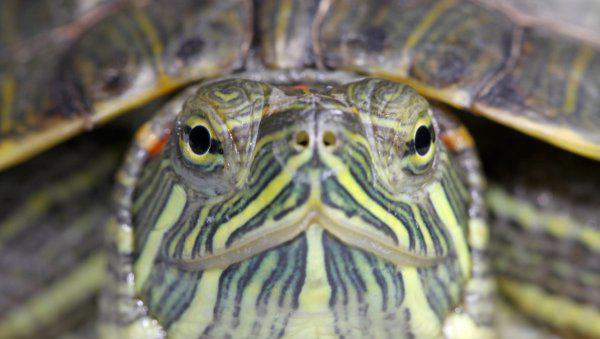 小巴西龟怎么养最好