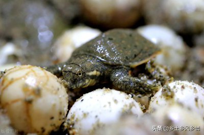 甲鱼怎么养在家比较好 小甲鱼如何进行人工孵化呢
