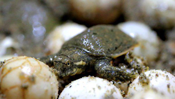 甲鱼怎么养在家比较好