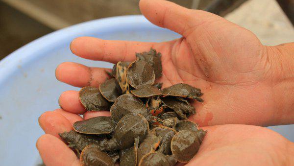 甲鱼怎么养在家比较好