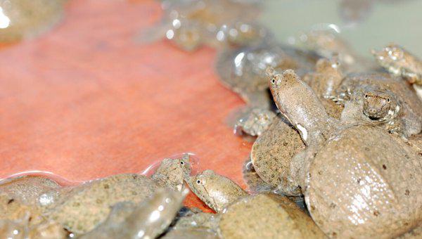 甲鱼怎么养在家比较好