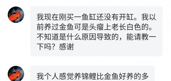 金鱼头上长白色的东西