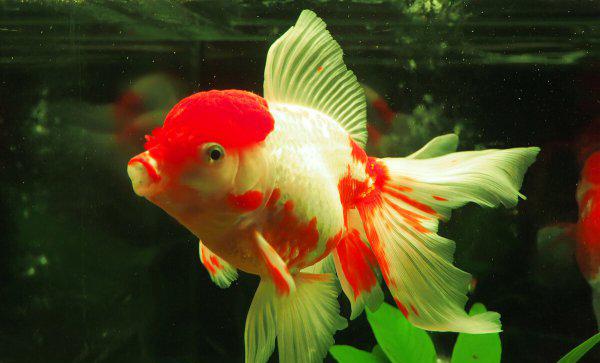 金鱼头上长白色的东西