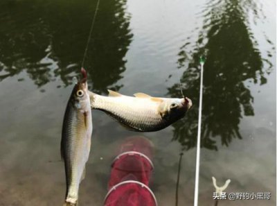 晚春钓鱼要钓多深 晚春野钓多深的水位怎么钓更好