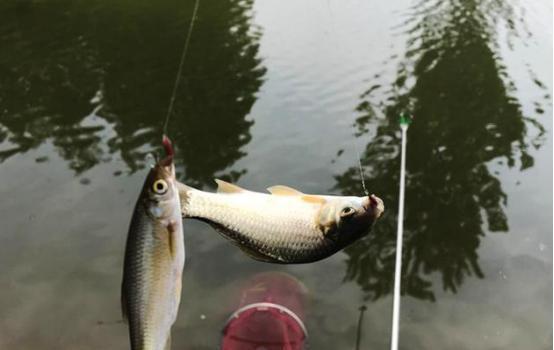 晚春钓鱼要钓多深