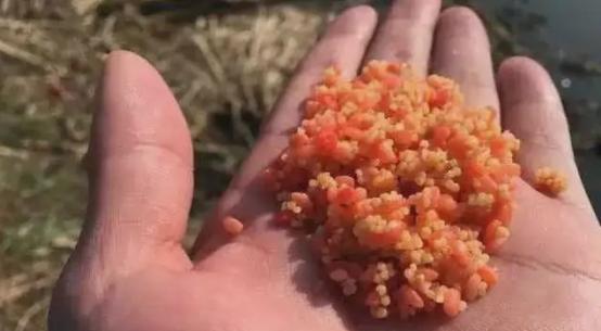 晚春钓鱼要钓多深