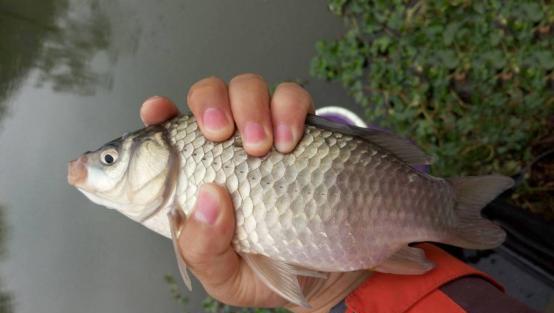 晚春钓鱼要钓多深