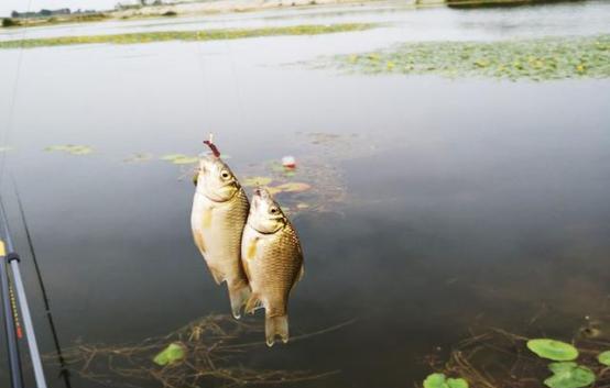晚春钓鱼要钓多深
