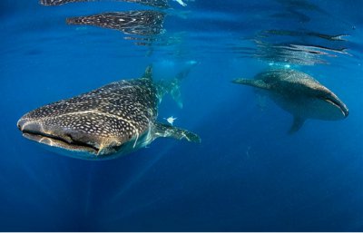 鲸鲨是鲸鱼还是鲨鱼 请问鲸鲨是属于鲸鱼还是鲨鱼