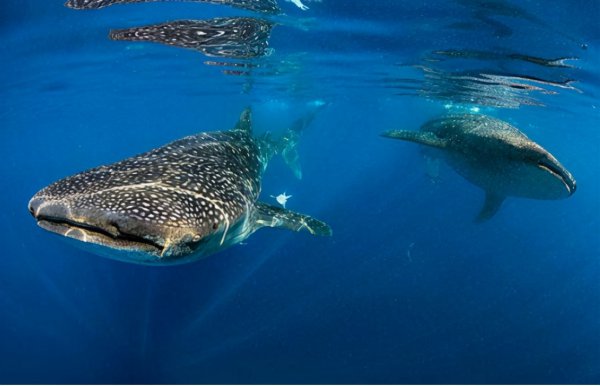 鲸鲨是鲸鱼还是鲨鱼