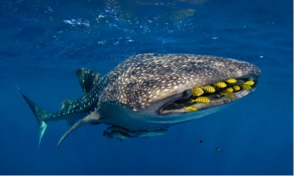 鲸鲨是鲸鱼还是鲨鱼