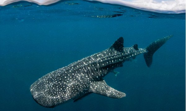 鲸鲨是鲸鱼还是鲨鱼