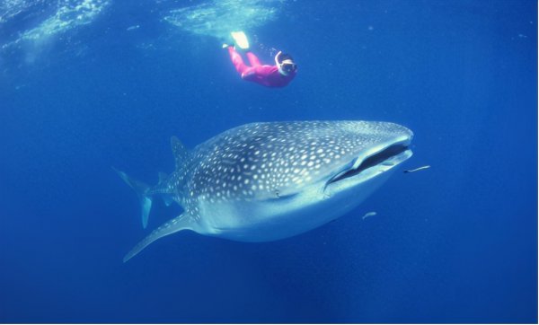 鲸鲨是鲸鱼还是鲨鱼