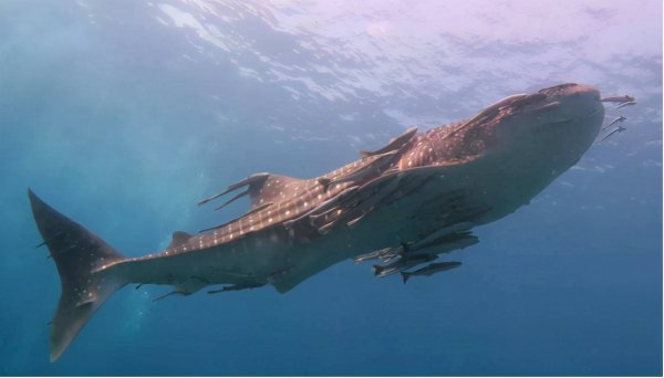 鲸鲨是鲸鱼还是鲨鱼