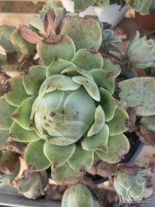 酒杯玫瑰多肉怎么养 酒杯玫瑰多肉夏天要怎么养护