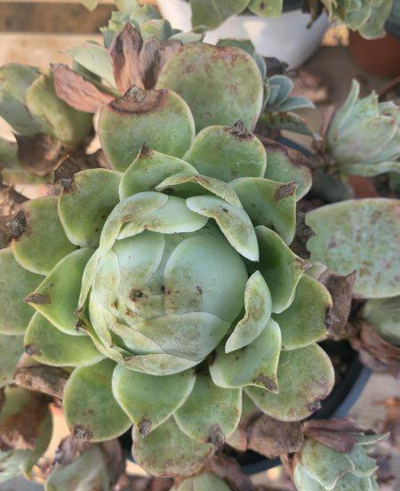 酒杯玫瑰多肉怎么养