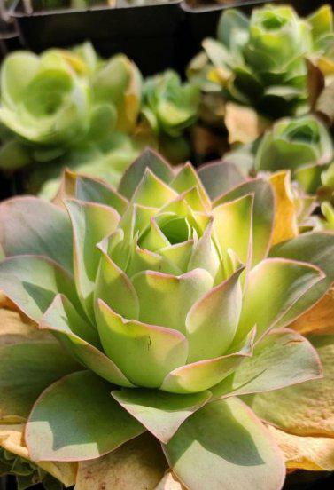 酒杯玫瑰多肉怎么养