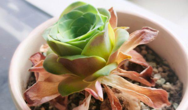 酒杯玫瑰多肉怎么养