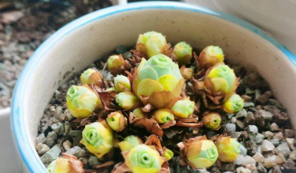 酒杯玫瑰多肉怎么养