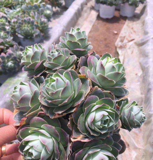 酒杯玫瑰多肉怎么养