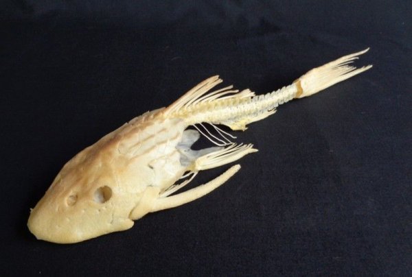 清道夫鱼生命力有多强