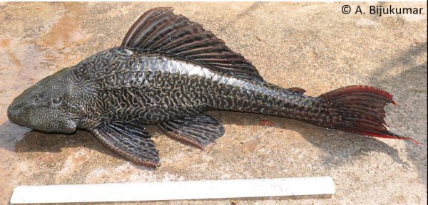 清道夫鱼生命力有多强