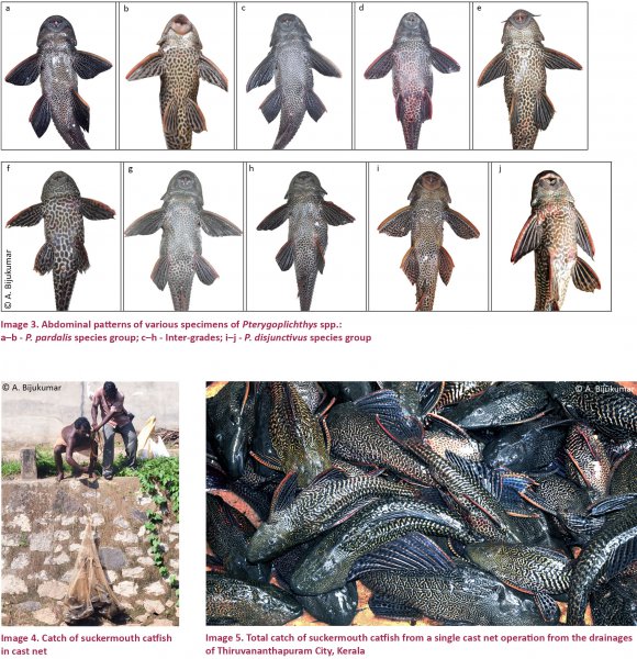 清道夫鱼生命力有多强