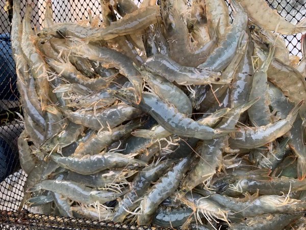 清道夫鱼生命力有多强