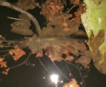 小麦穗鱼吃什么食物 野生麦穗鱼一般爱吃什么东西