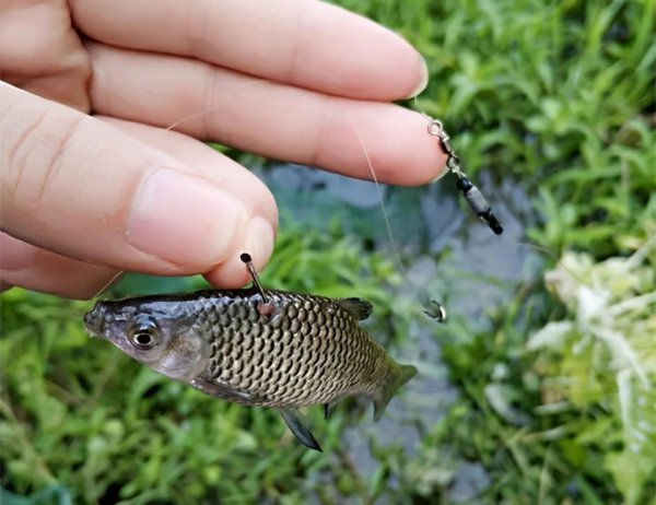 小麦穗鱼吃什么食物